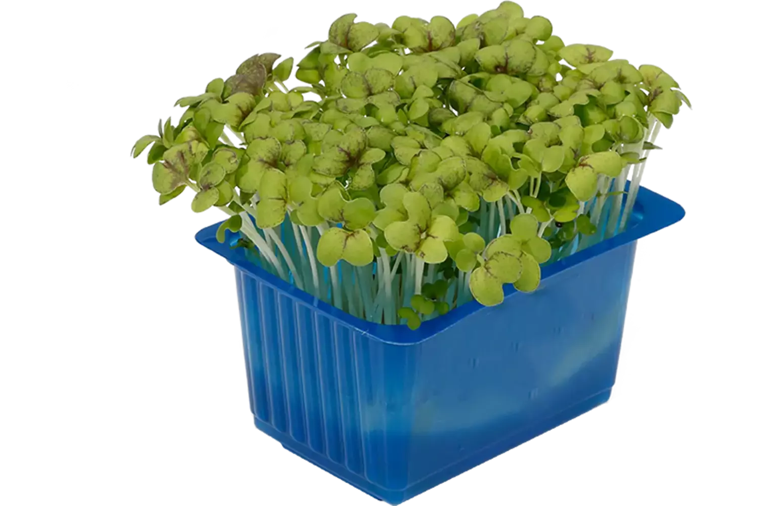 Mosterd cress single stuk 1